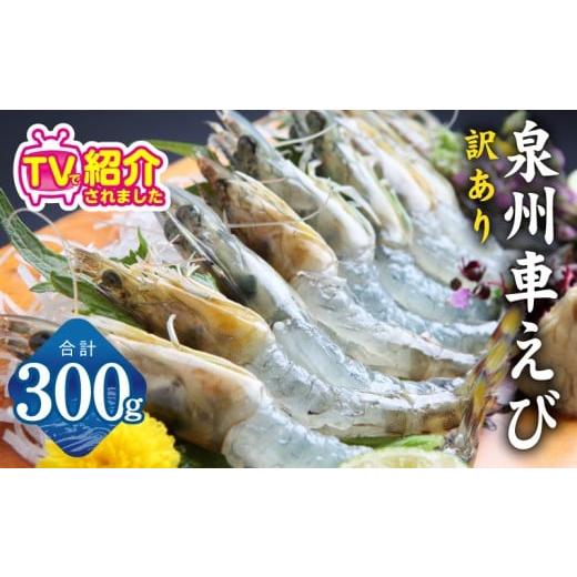 ふるさと納税 エビ 車エビ 大阪府 泉佐野市 チョイス限定 泉州車えび 300g TVで紹介 訳あり サイズ不揃い 生食可 海鮮 車海老 車エビ 海老 えび エビ 刺身 産…
