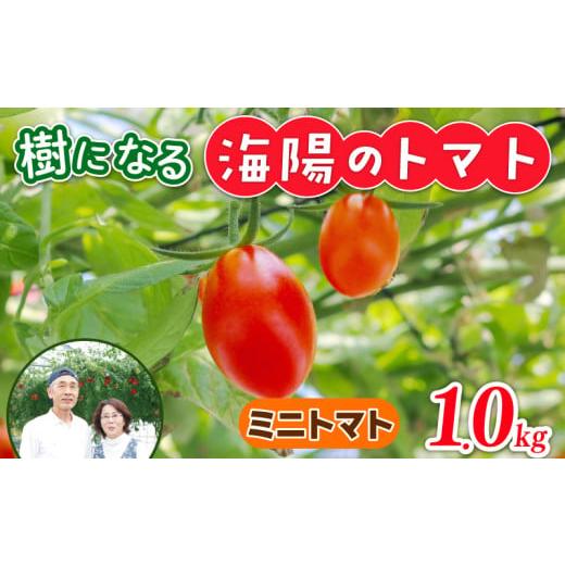 ふるさと納税 野菜類 トマト 愛知県 南知多町 樹になるトマト 海陽のトマト ミニトマト アイコ ピンキー トレモロ THファーム ハイボニカ農法 減農薬 高糖度 …