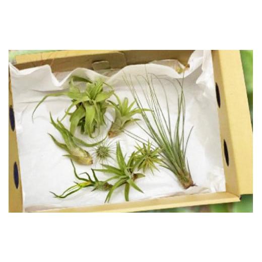 ふるさと納税 花・苗木 長崎県 島原市 AI177 チランジア 3種 セット