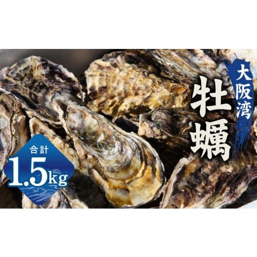 ふるさと納税 牡蠣 生牡蠣 大阪府 泉佐野市 チョイス限定 牡蠣 1.5kg 先行予約 カンカン焼きセット かき 冷凍 加熱用 殻付き 魚介類 海鮮 大阪湾 産地直送