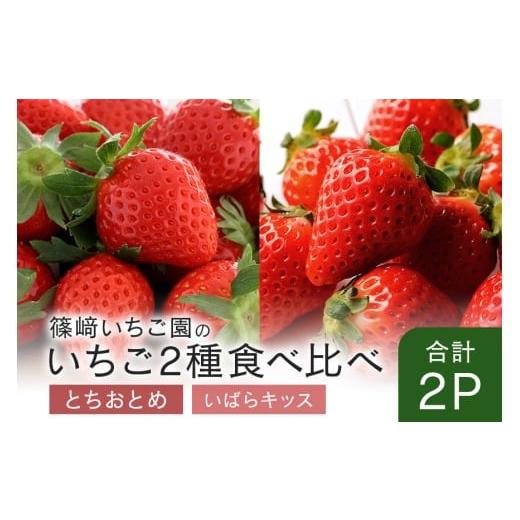 ふるさと納税 いちご 茨城県 石岡市 2026年先行予約 とちおとめ1P&いばらキッス1P (A32-008) とちおとめ1P&いばらキッス1P