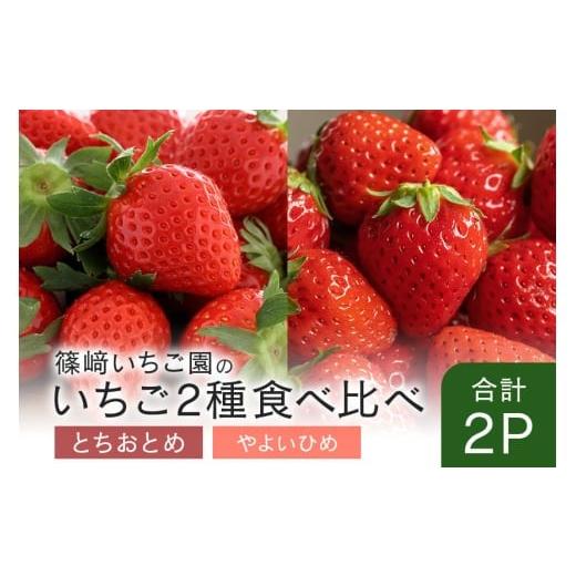 ふるさと納税 いちご 茨城県 石岡市 2026年先行予約 とちおとめ1P&やよいひめ1P (A32-009) とちおとめ1P&やよいひめ1P