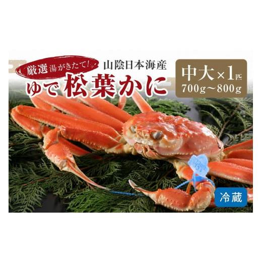 ふるさと納税 カニ 松葉ガニ 京都府 京丹後市 かに卸問屋がお届け・自社釜ゆで 山陰沖ゆで松葉がに 700g〜800g 中大サイズ(1月〜3月発送)/北畿水産 松葉…