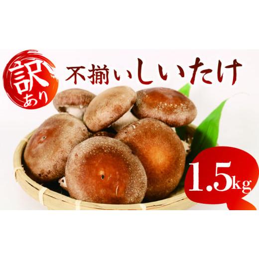 ふるさと納税 野菜類 きのこ 静岡県 藤枝市 12月〜4月発送 訳あり 不揃い 生しいたけ 1.5kg 生 しいたけ 常温 配送 シイタケ 椎茸 大ぶり 食べ応え 厚い 肉厚…