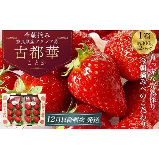 ふるさと納税 いちご 奈良県 葛城市 (冷蔵) 古都華 600g (300g×2) 2025年12月以降順次発送 / いちご 丸笑いちご園 今朝摘み フルーツ 苺 イチゴ 果物 新鮮…