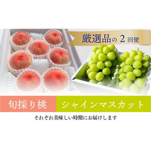 ふるさと納税 ぶどう マスカット 岡山県 真庭市 2026年先行予約 厳選した桃と大粒のシャインマスカットが届く満足便 2回便 (定期便)(岡山県産)
