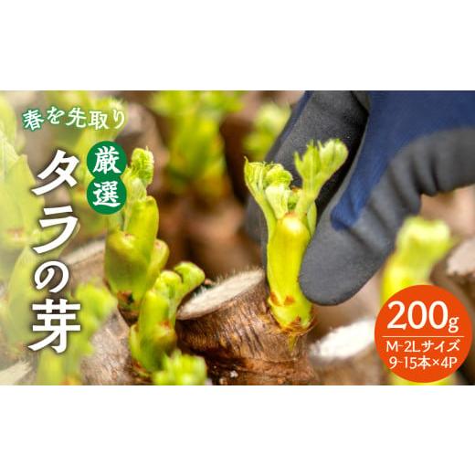 ふるさと納税 山菜・きのこ 山形県 大江町 春を先取り 厳選タラの芽 060-003