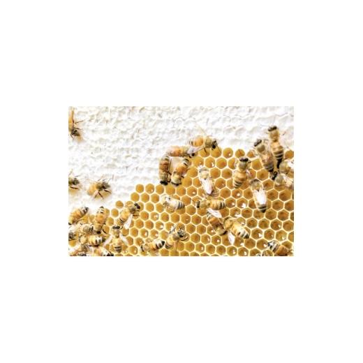 ふるさと納税 加工品等 はちみつ 茨城県 - 茨城県産 国産 天然生はちみつ 田舎はちみつ 280g×3種類セット 結蜜-Musubi B3 1605553の画像