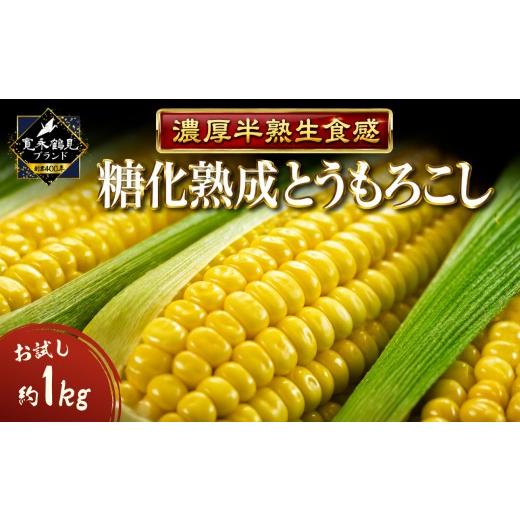 ふるさと納税 とうもろこし 神奈川県 横浜市 テレビ出演で話題 ギリギリまで糖化させた超濃厚とうもろこしお試し1kg とうもろこし 濃厚 トウモロコシ 野菜 や…