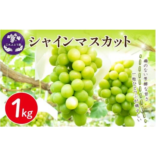 ふるさと納税 ぶどう マスカット 徳島県 阿波市 シャインマスカット 約1kg 出荷時期:2026年8月上旬〜9月下旬頃 ぶどう 葡萄 マスカット フルーツ 果物 ゼリー…