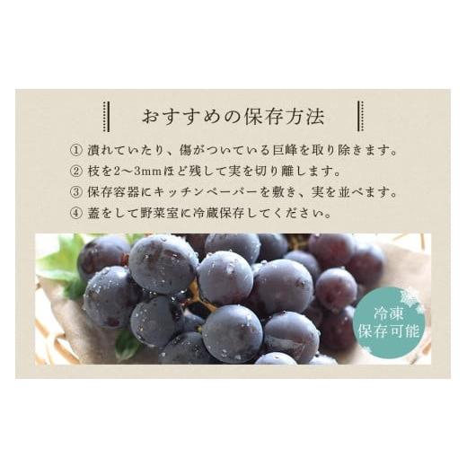 ふるさと納税 ぶどう 巨峰 茨城県 石岡市  2026年 先行予約 巨峰 1.5kg ( 種あり ) 鈴木ぶどう園 3房 〜 5房 ぶどう ブドウ 国産 果物 くだもの 葡萄 フルーツ…_5