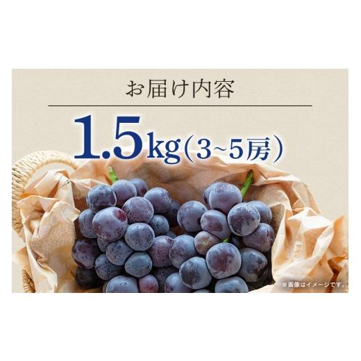 ふるさと納税 ぶどう 巨峰 茨城県 石岡市  2026年 先行予約 巨峰 1.5kg ( 種あり ) 鈴木ぶどう園 3房 〜 5房 ぶどう ブドウ 国産 果物 くだもの 葡萄 フルーツ…_6
