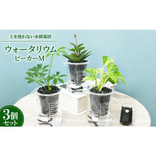 ふるさと納税 花・苗木 盆栽 愛知県 岡崎市 ウォータリウム　ビーカーM　炭植え3個セット オススメの観葉植物でお届け 1604668_1