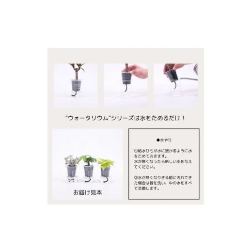 ふるさと納税 花・苗木 盆栽 愛知県 岡崎市 ウォータリウム　ビーカーM　炭植え3個セット オススメの観葉植物でお届け 1604668_2