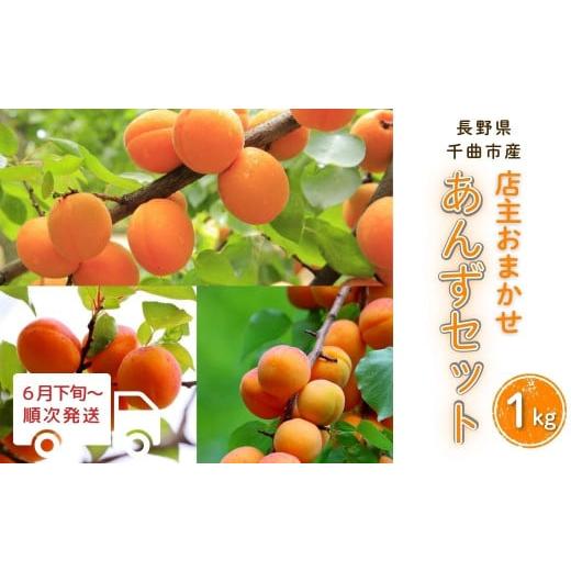 ふるさと納税 果物類 長野県 千曲市 2026年先行予約 あんず 園主おまかせ セット 計約1kg 杏子 アプリコット 昭和 信州大実 さつき 千曲市産 長野県 信州
