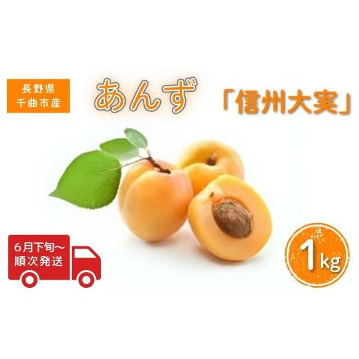 ふるさと納税 果物類 長野県 千曲市 2026年先行予約 あんず 信州大実(長野県オリジナル品種) 約1kg 杏子 アプリコット 千曲市産 長野県 信州