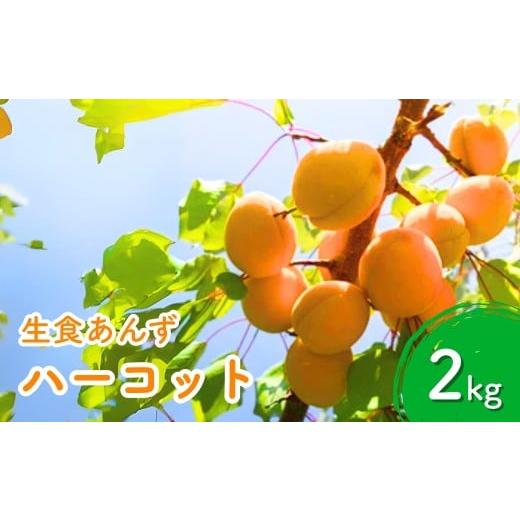 ふるさと納税 果物類 長野県 千曲市 2026年先行予約 あんず ハーコット(生食/皮ごとOK) 約2kg 杏子 アプリコット 生食用 千曲市産 長野県 信州