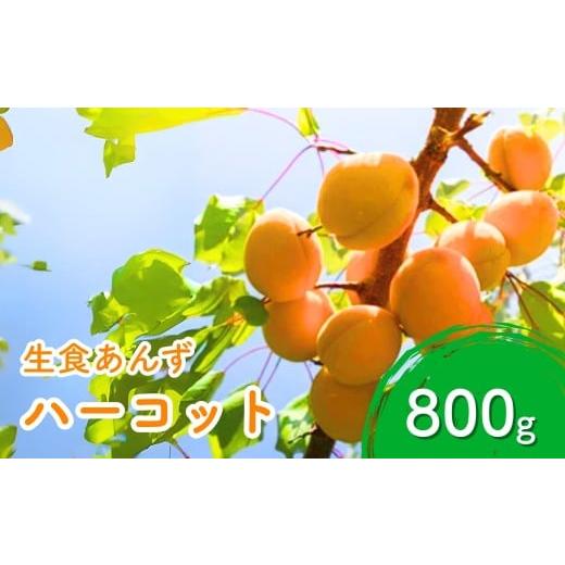 ふるさと納税 果物類 長野県 千曲市 2026年先行予約 あんず ハーコット(生食/皮ごとOK) 約800g 杏子 アプリコット 生食用 千曲市産 長野県 信州