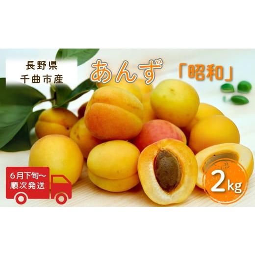 ふるさと納税 果物類 長野県 千曲市 2026年先行予約 あんず 昭和(長野県オリジナル品種) 約2kg 杏子 アプリコット 千曲市産 長野県 信州