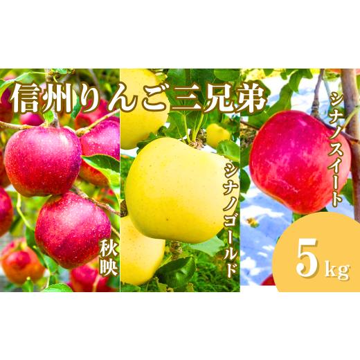 ふるさと納税 りんご 長野県 千曲市 2026年先行予約 りんご3種詰め合わせ りんご三兄弟(秋映・シナノスイート・シナノゴールド)計約5kg | 林檎 あきばえ …