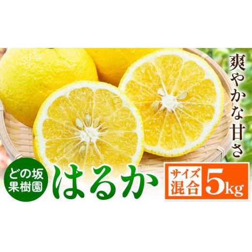 ふるさと納税 果物類 みかん 和歌山県 日高町 みかん はるか 約 5kg サイズ混合 どの坂果樹園[2026年3月上旬-5月下旬頃出荷] 和歌山県 日高町 はるか 旬 柑…