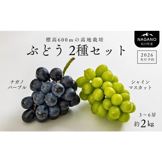 ふるさと納税 ぶどう マスカット 長野県 松川町 ぶどう2種セット(ナガノパープル/シャインマスカット)約2kg TK16 /2026年9月中旬頃〜10月上旬配送予定//…