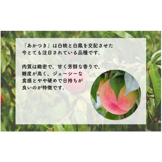 ふるさと納税 もも 長野県 松川町 MS26 桃 あかつき（長野県産秀品） 約3kg ／ 2026年7月中旬〜8月中旬頃 配送予定 ／／ 長野県 南信州 モモ 贈答 ギフト 秀品…の画像