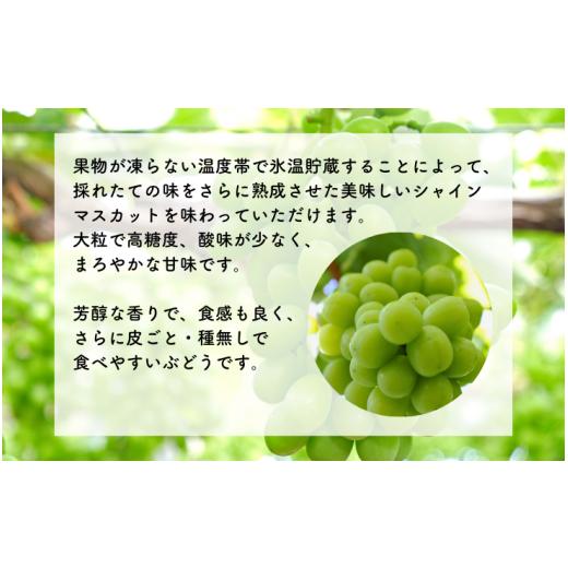 ふるさと納税 ぶどう マスカット 長野県 松川町 MS29 ぶどう 氷温貯蔵シャインマスカット（長野県産秀品） 約2kg／2026年11月中旬〜12月下旬頃 配送予定 ／／ …の画像