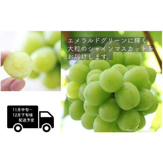ふるさと納税 ぶどう マスカット 長野県 松川町 MS29 ぶどう 氷温貯蔵シャインマスカット（長野県産秀品） 約2kg／2026年11月中旬〜12月下旬頃 配送予定 ／／ …の画像