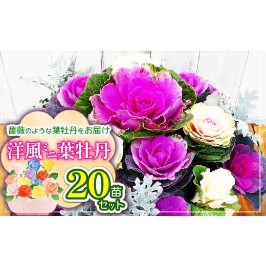 ふるさと納税 花・苗木 兵庫県 上郡町 洋風ミニ葉牡丹セット 葉牡丹の産地より薔薇のような葉牡丹をお届け 20苗 | 葉牡丹 ミニ セット 花 兵庫県 上郡町