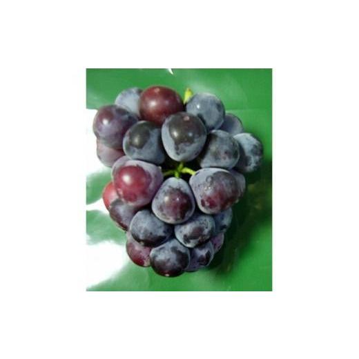 ふるさと納税 花・苗木 三重県 鈴鹿市 美味しいぶどう ピオーネの苗木 (庭木・果樹)