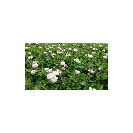 ふるさと納税 雑貨・日装具 若木 三重県 鈴鹿市 緑の力で世界を甲斐甲斐しいに ヒメイワダレソウ 9糎ポット 緑の引っ敷き 80鉢 芝草のように広がる