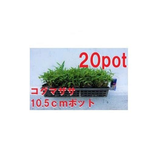 ふるさと納税 雑貨・日用品 苗木 三重県 鈴鹿市 緑の力で地球を元気に コグマザサ 10.5cmポット　和風のお庭に　寄せ植え　20鉢