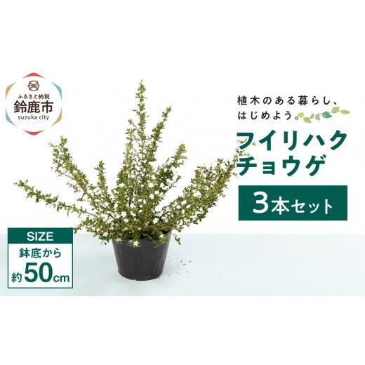 ふるさと納税 花・苗木 盆栽 三重県 鈴鹿市 フイリハクチョウゲ　3本_1