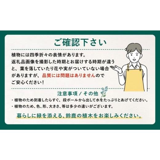 ふるさと納税 花・苗木 盆栽 三重県 鈴鹿市 フイリハクチョウゲ　3本_4