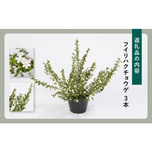 ふるさと納税 花・苗木 盆栽 三重県 鈴鹿市 フイリハクチョウゲ　3本_5