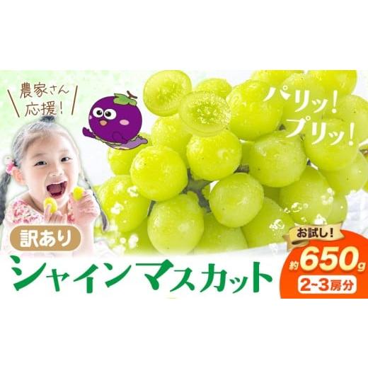 ふるさと納税 ぶどう マスカット 大阪府 羽曳野市 シャイン 訳あり シャインマスカット 約650g [2026年8月上旬-8月下旬頃出荷]訳あり シャインマスカット マ…
