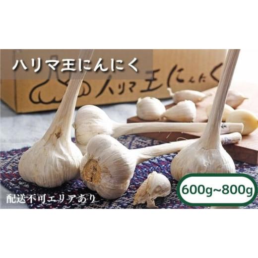 ふるさと納税 野菜類 兵庫県 加西市 にんにく ハリマ王 600〜800g 2026年度産 兵庫県産 野菜 ニンニク 個性派 独自栽培 国産 スタミナ おつまみ