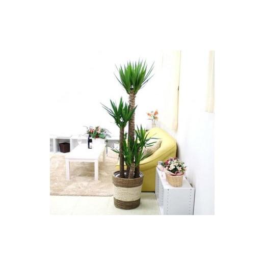 ふるさと納税 花・苗木 福岡県 筑前町 観葉植物 青年の木(ユッカ) 10号 ストライプバスケット鉢カバー 土の表面:ウッドチップ|観葉植物 インテリア 部屋 …