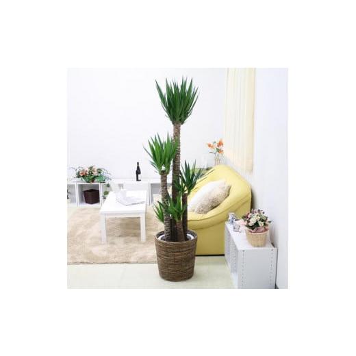 ふるさと納税 花・苗木 福岡県 筑前町 観葉植物 青年の木(ユッカ)10号 ブラウンバスケット鉢カバー 土の表面:ウッドチップ |観葉植物 インテリア 部屋 お…