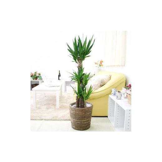 ふるさと納税 花・苗木 福岡県 筑前町 観葉植物 青年の木(ユッカ) 8号 ブラウンバスケット鉢カバー 土の表面:ウッドチップ |観葉植物 インテリア 部屋 お…