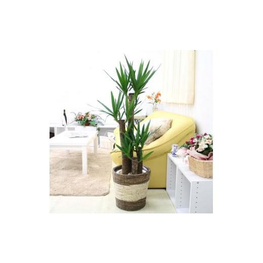 ふるさと納税 花・苗木 福岡県 筑前町 観葉植物 青年の木(ユッカ)8号 ストライプバスケット鉢カバー 土の表面:ウッドチップ |観葉植物 インテリア 部屋 …