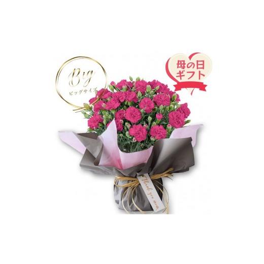 ふるさと納税 花・苗木 花束 大阪府 門真市 母の日ギフト 鉢もの「カーネション7号ピンク」 お届け日:2026年5/4〜5/10 当店おまかせ 母の日カード付き 母…