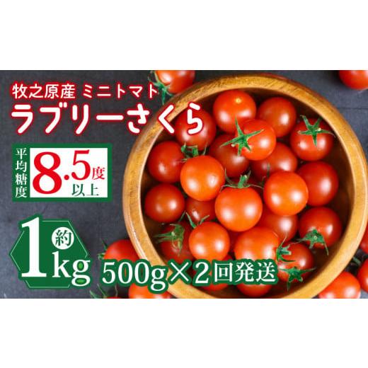 ふるさと納税 トマト ミニトマト 静岡県 牧之原市 ミニ トマト フルーツ トマト ラブリーさくら うまたま 予約 受付 500g × 2回発送 計 1kg 国産 野菜 フルー…