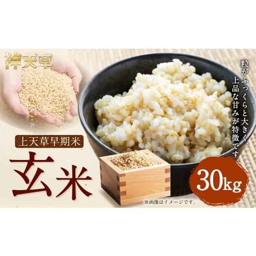 ふるさと納税 玄米 熊本県 上天草市 令和8年産 上天草早期米 玄米 30kg 米 お米 早生種 こしひかり コシヒカリ 2026年8月発送予定_1