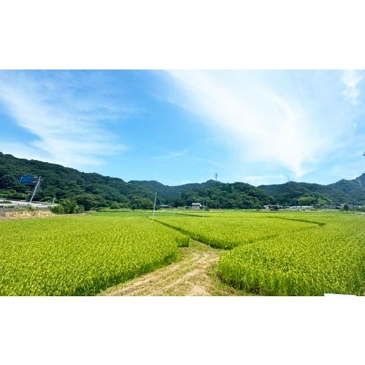 ふるさと納税 玄米 熊本県 上天草市 令和8年産 上天草早期米 玄米 30kg 米 お米 早生種 こしひかり コシヒカリ 2026年8月発送予定_3