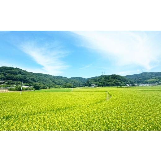 ふるさと納税 玄米 熊本県 上天草市 令和8年産 上天草早期米 玄米 30kg 米 お米 早生種 こしひかり コシヒカリ 2026年8月発送予定_4