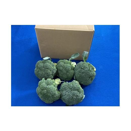 ふるさと納税 野菜類 鳥取県 倉吉市 10月中旬〜12月上旬発送 倉吉市 朝どれブロッコリー(1.5kg) 10月中旬〜12月上旬
