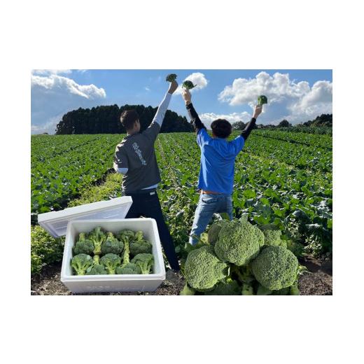 ふるさと納税 野菜類 鳥取県 倉吉市 10月中旬〜12月上旬発送 倉吉市朝どれブロッコリー（3kg） 10月中旬〜12月上旬