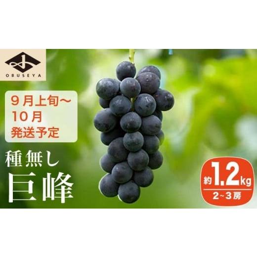 ふるさと納税 ぶどう 巨峰 長野県 小布施町 長野県産 種無し巨峰 約1.2kg 2〜3房 [小布施屋] 果物 フルーツ ぶどう 葡萄 種無し 種なし 令和8年産 2026年9月…